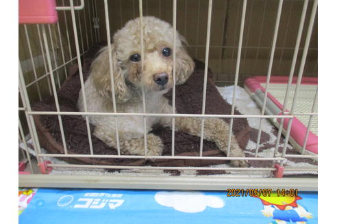 販売中のティーカッププードルの親犬